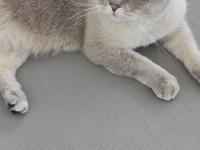 4 Yaşında Kısırlaştırılmış Erkek Kedi