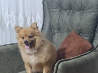 Eğitimli Pomeranian Köpeği