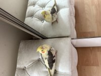 Üç aylık erkek sultan papağanı