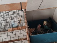 Kafes İle Birlikte Muhabbet Kuşlar