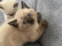 41 Günlük Yavru Oyun Sever British Yavru Kedimiz