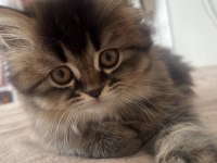 British longhair cinsi kedimiz