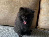 Erkek ayıcık pomeranian