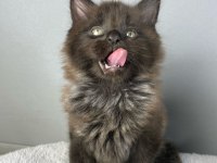 Safkan maine coon 03.03.2025 doğumlu