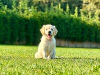 Safkan Golden Retriever Bebeklerimiz