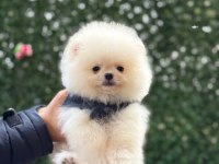 Gülen yüz pomeranian yavrular