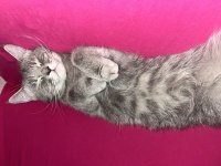 Dişi British Kedimiz Gri