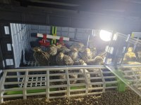 Bıldırcın Yavrularımız