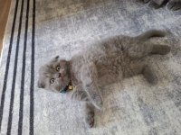 26 Nisan Doğumlu Scottish Fold Kediler