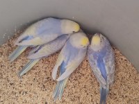 35 Günlük Rainbow Muhabbet Kuşlar