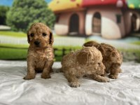Maltipoo Cinsi Yavru