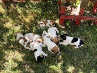 Jack russell yavru köpekler