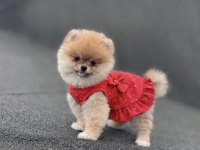 Ayı surat pomeranian boo yavrular