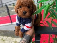 Orjinal poodle yavru köpekleri