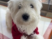 Kıpır Kıpır Maltese