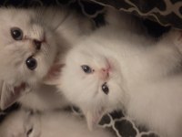 Safkan British Shorthair Yavrularımız