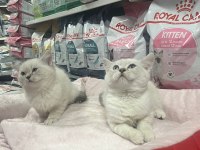 Red Point British Shorthair Türünün En Güzel Örneklerinden