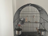 15 Aylık Jako Papağanı