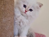 Golden Point British Longhair Yavru Erkek