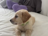 Irk Garantili Golden Retriever Yavru - Tüm Eşyalarıyla Teslim