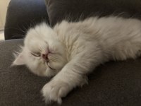 British Longhair Bebeklerimize Yuva Arıyoruz