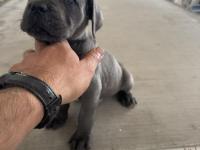 Blue Cane Corso Yavruları