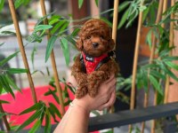Mini Toy Poodle Yavrular - Çok Sevimli