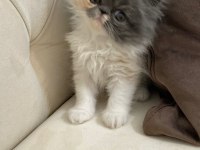 50 Gün Dişi Exotic Kedimiz