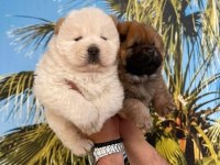 Irk Ve Sağlık Garantili Mor Dil Chow Chow Bebekler