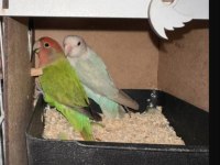 Yumurtalı sevda papağanları genç çift