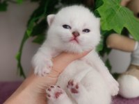 British Shorthair Yavrular