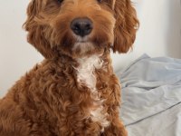 7.5 Aylik Maltipoo Yavrumuz