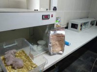 Jako Papağanlar Mevcut