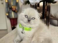 Scottish fold bluepoint