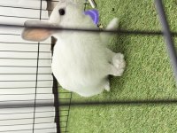 4-5 Aylık Kar Beyazı Tavşan