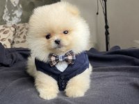 Ayı surat pomeranian boo yavrular