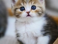 Şeker Suratlı Black Golden British Shorthair Yavrumuz