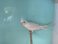 Mükemmel Formda 3-4 Aylık Albino Ve Gri Yavru Sultan Papağanı