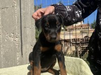 King Doberman Bebekleri