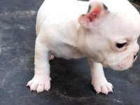 Safkan Maskeli Fransız Bulldog Yavrular