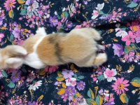 Teddy lop tavşan yavruları