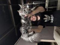Maine Coon 10 Aylık Minik Dev