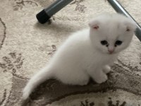 Scottish Fold Yavru Kediler