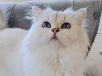 Full Şecereli Babadan Pamuk Scottish Straight Kız