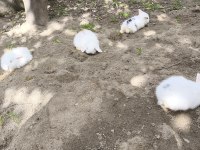 Safkan Hollanda Lop Tavşanı Bebekler
