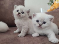 Ayi surat british shorthair yavrular