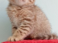 Golden tabby dişi british