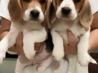 Irk Garantili Beagle Yavruları