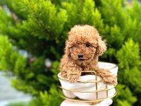 Ev ortamında poodle yavrular