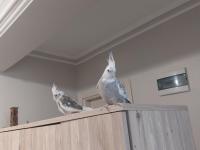 2 Adet Sultan Papağanı Ve Büyük Boy Kafeste Satılık